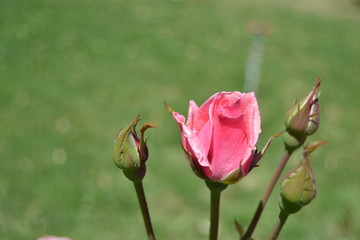 Pink Rose