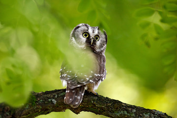 Small bird Boreal owl, Aegolius funereus, sitting on the tree branch in green forest background. Owl hidden in green forest vegetation. Bird in nature. Wildlife of Sweden.
