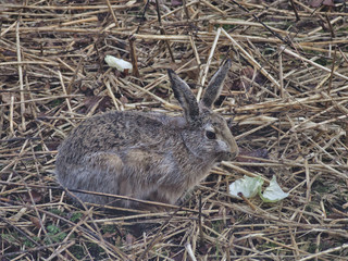Tame European hare eating cabbage. Animal portrait.