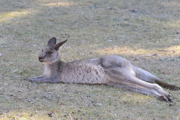 Fototapeta premium 野生のカンガルー