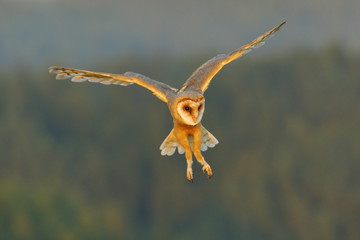 Barn Owl, nice light bird in flight, in the grass, outstretched wings, action wildlife scene from nature, United Kingdom . Forest with owl. Beautiful bird in fly. Nice evening sun.