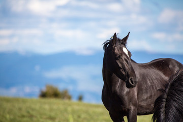 Pryon Mountain Mustangs