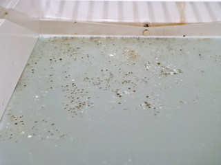 Mold colony growing in fridge.