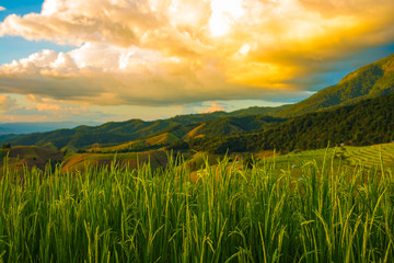 Fototapeta na wymiar Green Terraced Rice Field