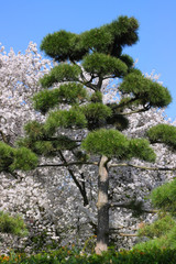 The Botanical Garden in Hamburg. Japanese pine and sakura tree in april afternoon.