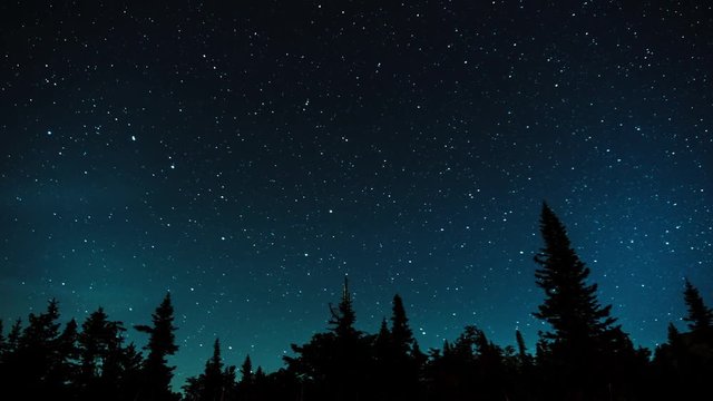 Stars in the night sky against the backdrop of silhouettes of trees
