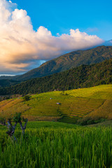 Green Terraced Rice Field in Pa Pong Pieng , Mae Chaem, Chiang Mai, Thailand