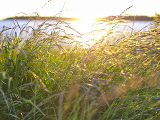 Beatiful summer scene with bright sun shining through grass by the sea. Natural background.