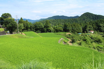 棚田8月