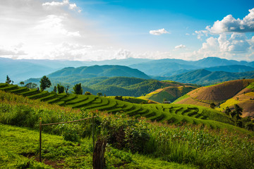 Green Terraced Rice Field in Pa Pong Pieng , Mae Chaem, Chiang Mai, Thailand