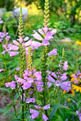 Fototapeta premium Purple flower Physostegia in the garden