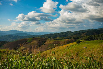 Green Terraced Rice Field in, Mae Chaem, Chiang Mai, Thailand