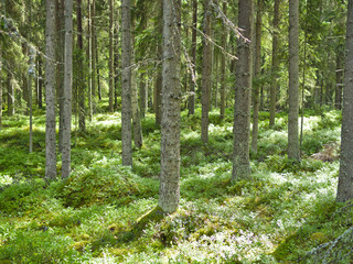 Green boreal coniferous forest with pine and spruce trees. Natural background.