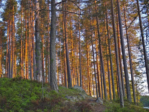 Sunlit trunks of pine trees in Finnish forest.