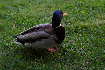 The duck is standing on the grass