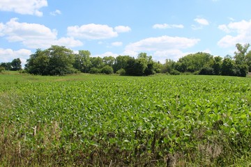Fototapeta na wymiar The growing crop of soy beans in the field.