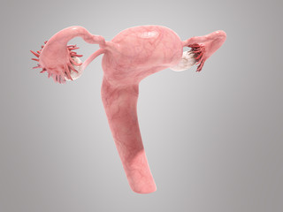 female reproductive system 3d render on grey ackground