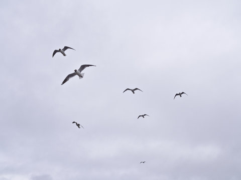 Silhouette of seagulls flying in the sky.