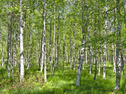 Beatiful fresh and green birch forest in June. Natural background.