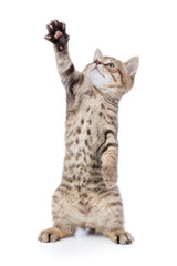 Funny kitten cat standing with raised paw isolated