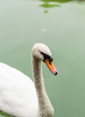 white swan portrait