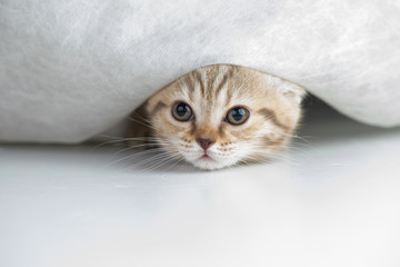 Funny cat under curtain