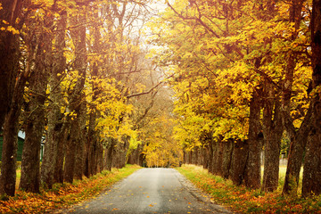 asphalt road with beautiful trees on the sides in autumn