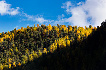 A contrast nature scene of blue sky , changing leaves and shadow in autumn near Matterhorn , Zermatt , Switzerland