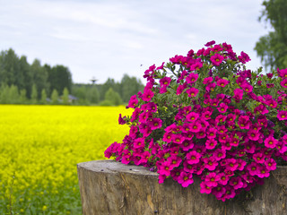 Pink and yellow flowers. Colorful summer background.