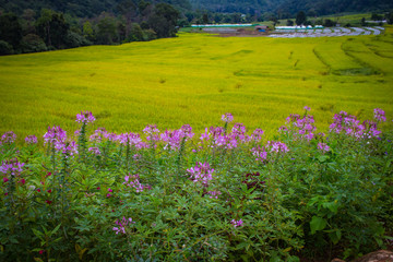 Green Terraced Rice Field in, Mae Chaem, Chiang Mai, Thailand