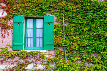 A closed window with shutters and ivy on an old wall.