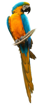 Isolated on white, vertical photo of  Blue-and-yellow macaw, Ara ararauna, big colorful parrot, Pantanal, Brasil.
