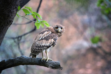 Brown Fish-owl, Ketupa zeylonensis, curious big owl in its typical natural environment, perched on branch in indian forest in early morning, staring directly at camera. Wild animal.Ranthambore, India.