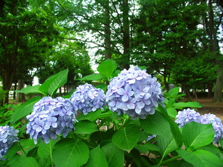 公園に咲く紫陽花