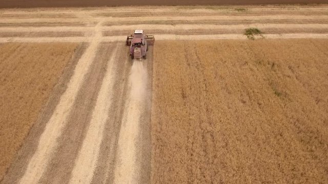 Striking bird`s eye view of a modern combine harvester reaping ripe wheat in Ukraine in on a sunny day in summer. The golden wheat field looks great and gorgeous