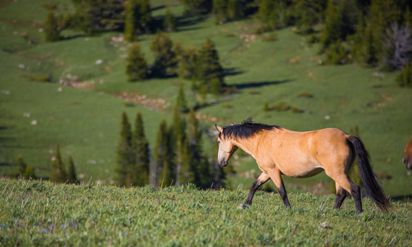 Pryon Mountain Mustangs