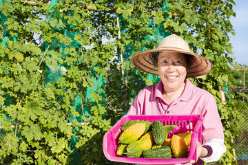 happy senior farmer working in vegetable farm