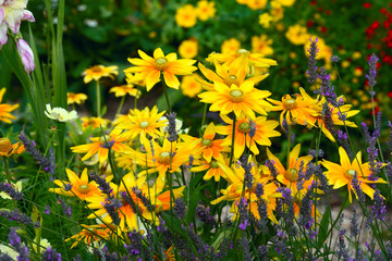 Yellow Rudbeckia flower in a garden - obrazy, fototapety, plakaty