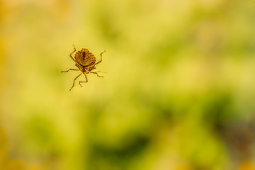 Bug on window. Green shield bug aka Nezara Viridula on a window pane glass