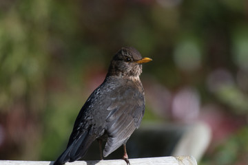 Female Blackbird
