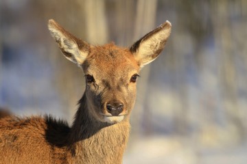 portrait of a doe in a winter landscape. Doe in nature habitat.Cervus elaphus.