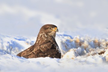 A hungry buzzard feasting on a carcass in the snow