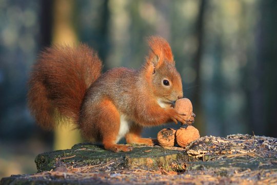 A squirrel sitting in a beautiful Autumn surrounding and holding a walnut in its little paws