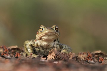 Common toad siting on the ground, European toad in the natural environment. Bufo bufo. Wildlife in Czech.