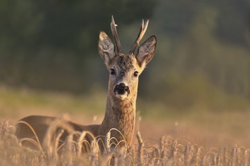 Wildlife scene from nature. Forest horned animal in the nature habitat. Beautiful deer standing in...