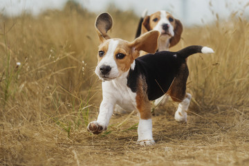 funny beagle puppy  - obrazy, fototapety, plakaty