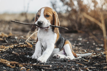 funny beagle puppy 