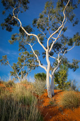 eucalyptus tree,  Welford National Park
