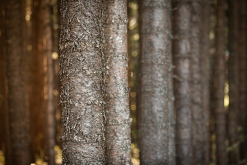 Fototapeta premium forestry plantations