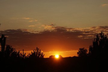 sunset over the pine forest
